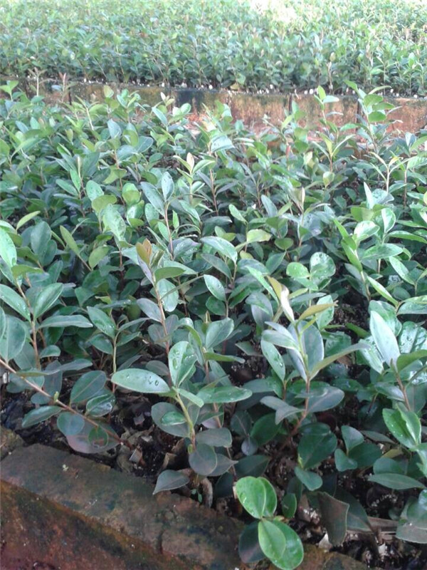 求购油茶小苗200株-种苗产品